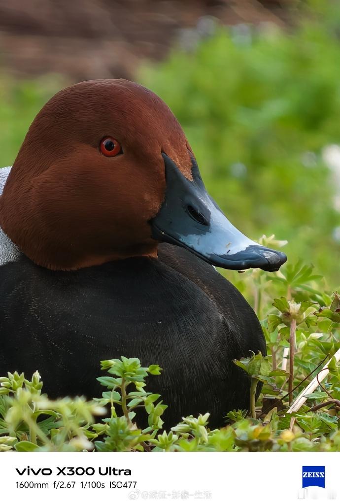 vivo长焦下的鸟类图鉴以前看老法师打鸟，基本都是长枪短炮一整套，光带这些设备