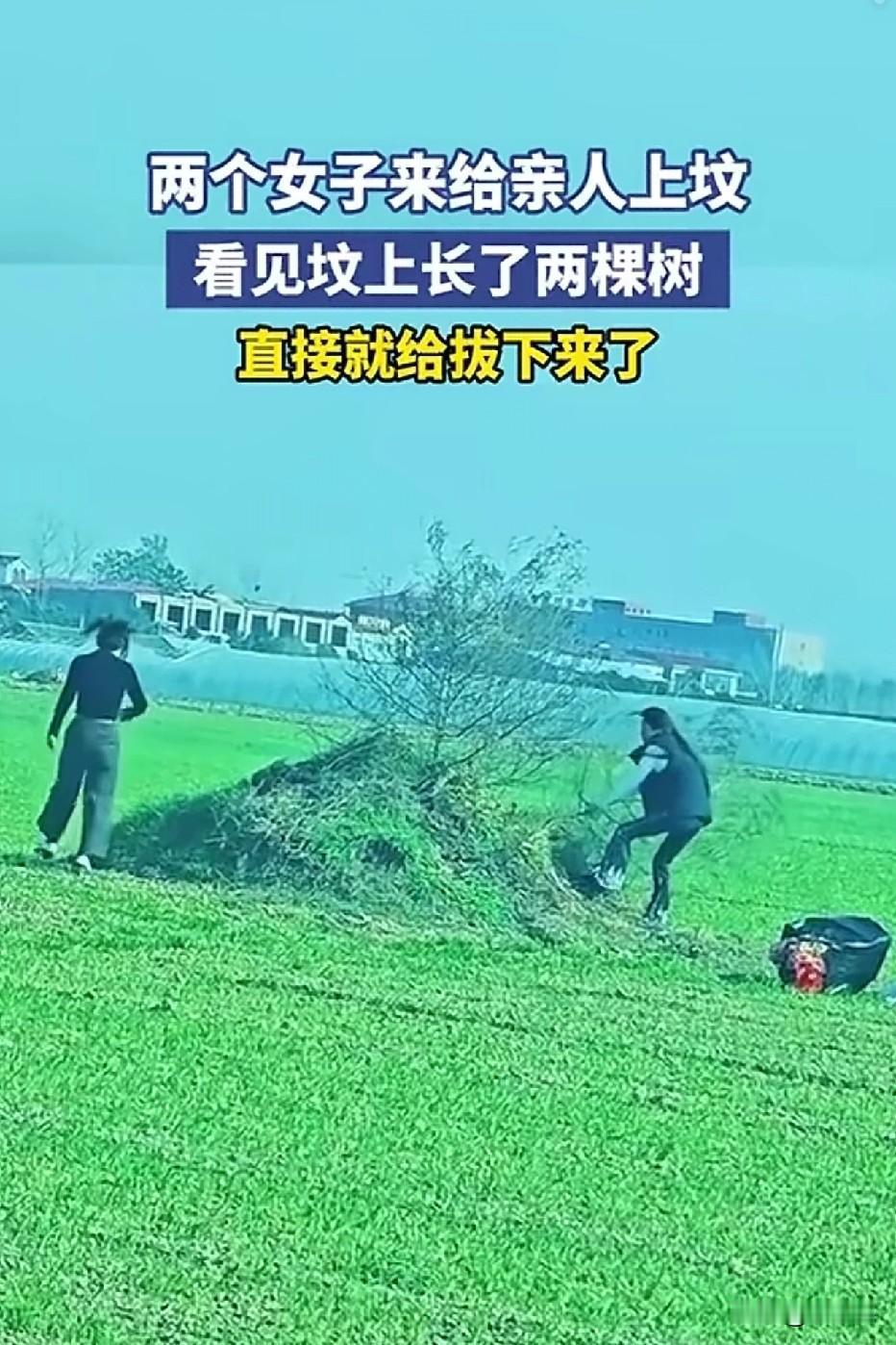 上坟见树就拔，是孝心还是糊涂？两个女子回乡给亲人上坟，刚到坟前就皱起了眉—