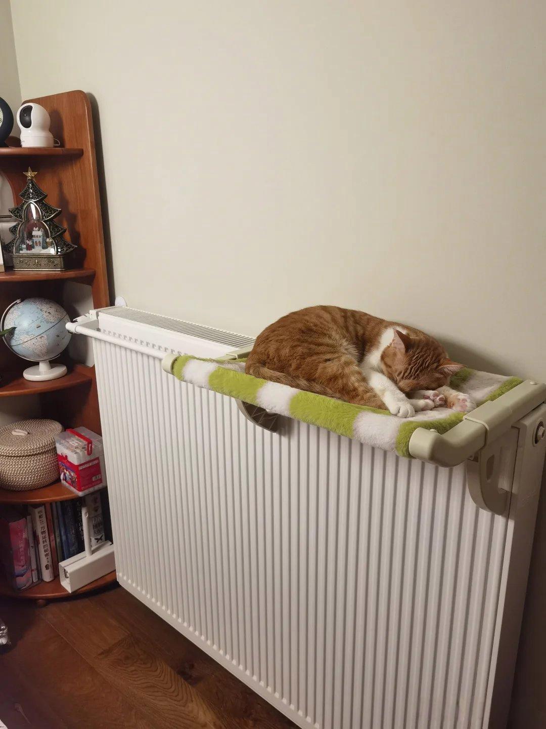 这个猫咪可会找地方了，每天去那睡觉😪