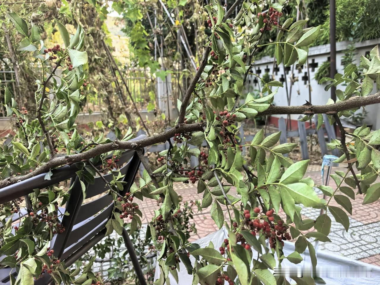 20多年的花椒树昨天终于给砍了，我想起了我的邻居阿姨。2004年我搬到了所谓