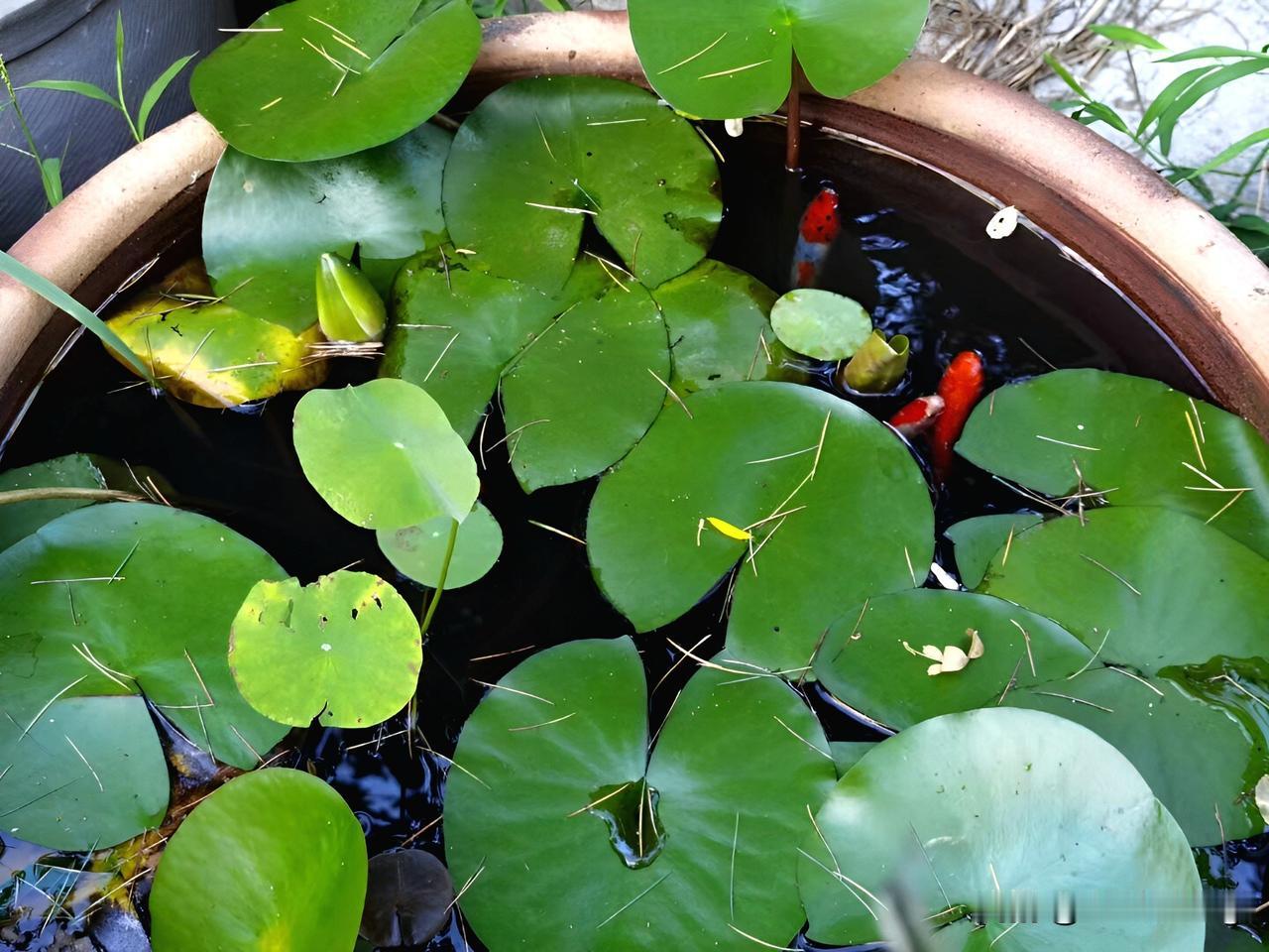 我告诉大家一个大家不敢相信的事实真相，就是淘宝和京东到处投放广告，到处投放摇一摇