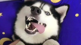 主人破产了要跟哈士奇和平分手, 没想到狗狗拿来好多钱