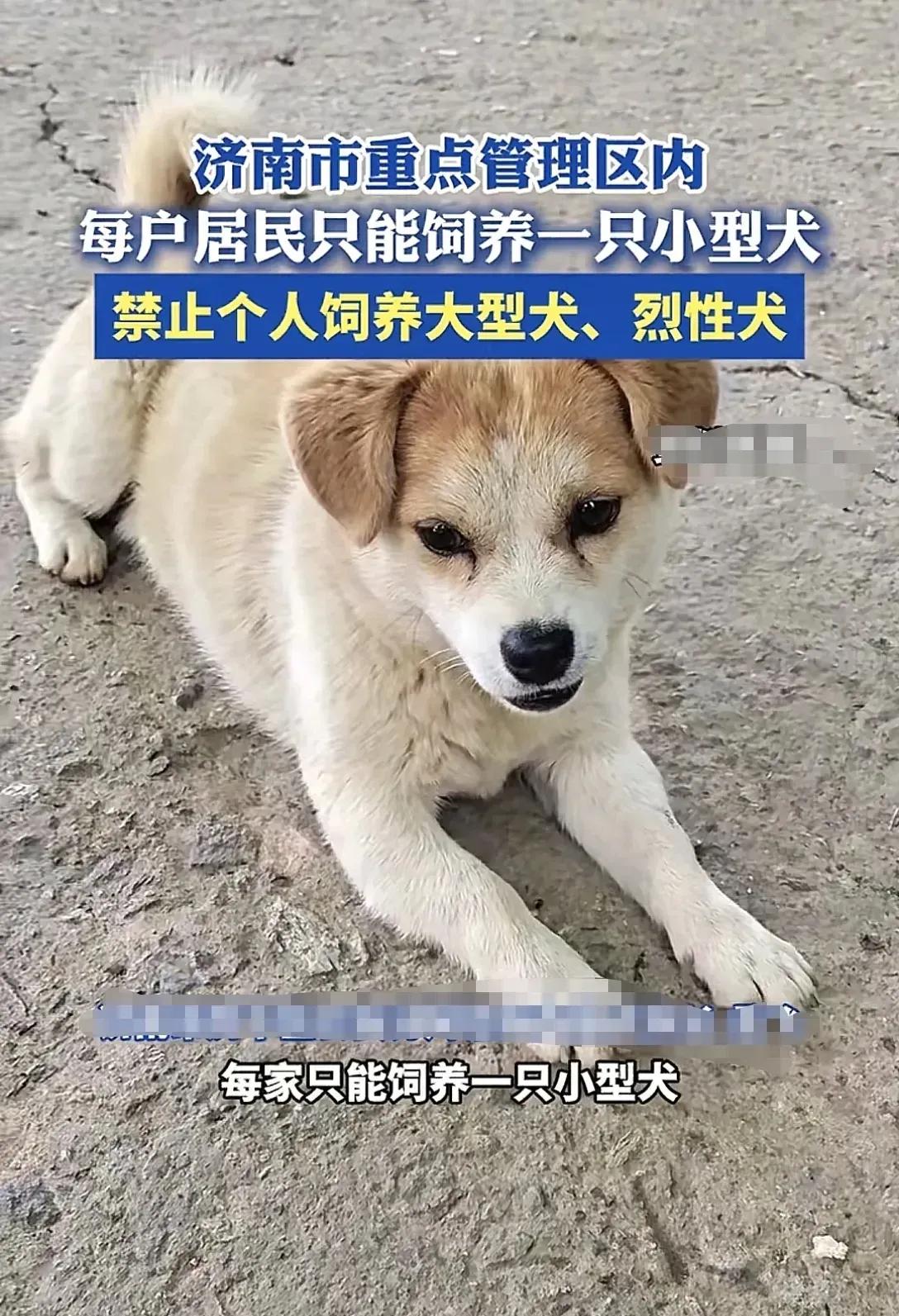 一夜间，济南养狗人的天塌了，大于40斤的狗都不让养了。最近济南发布规定，对