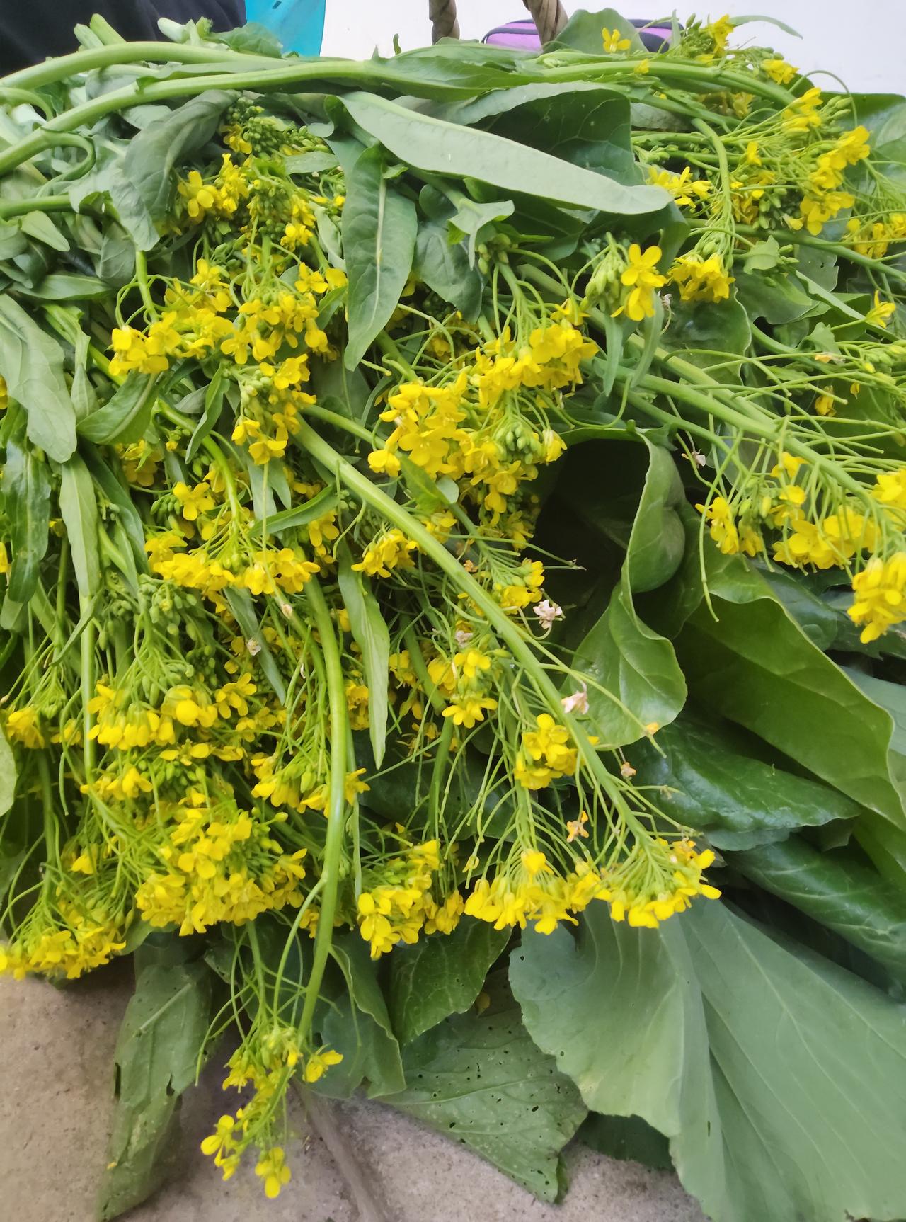 北方的朋友这个季节，你们都吃什么蔬菜呀？我们南方，中午油菜花，晚上油菜