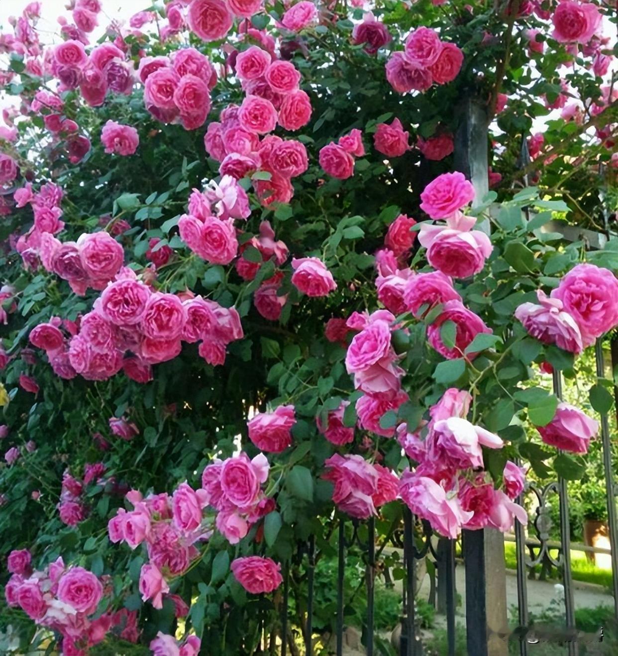 我老公的大姨，我们结婚那年她脑溢血，经过抢救后全身瘫痪但脑子清醒，不糊涂。吃