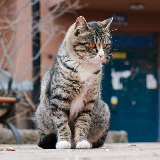 猫天怎么突然就黑了前一秒还在好奇张望的小猫咪，下一秒就被突然遮住视线，瞬间一脸