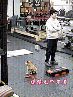 看了五遍，还是想笑，乖，摸摸毛，吓不着！狗狗:再睡会……不对，是前天那个