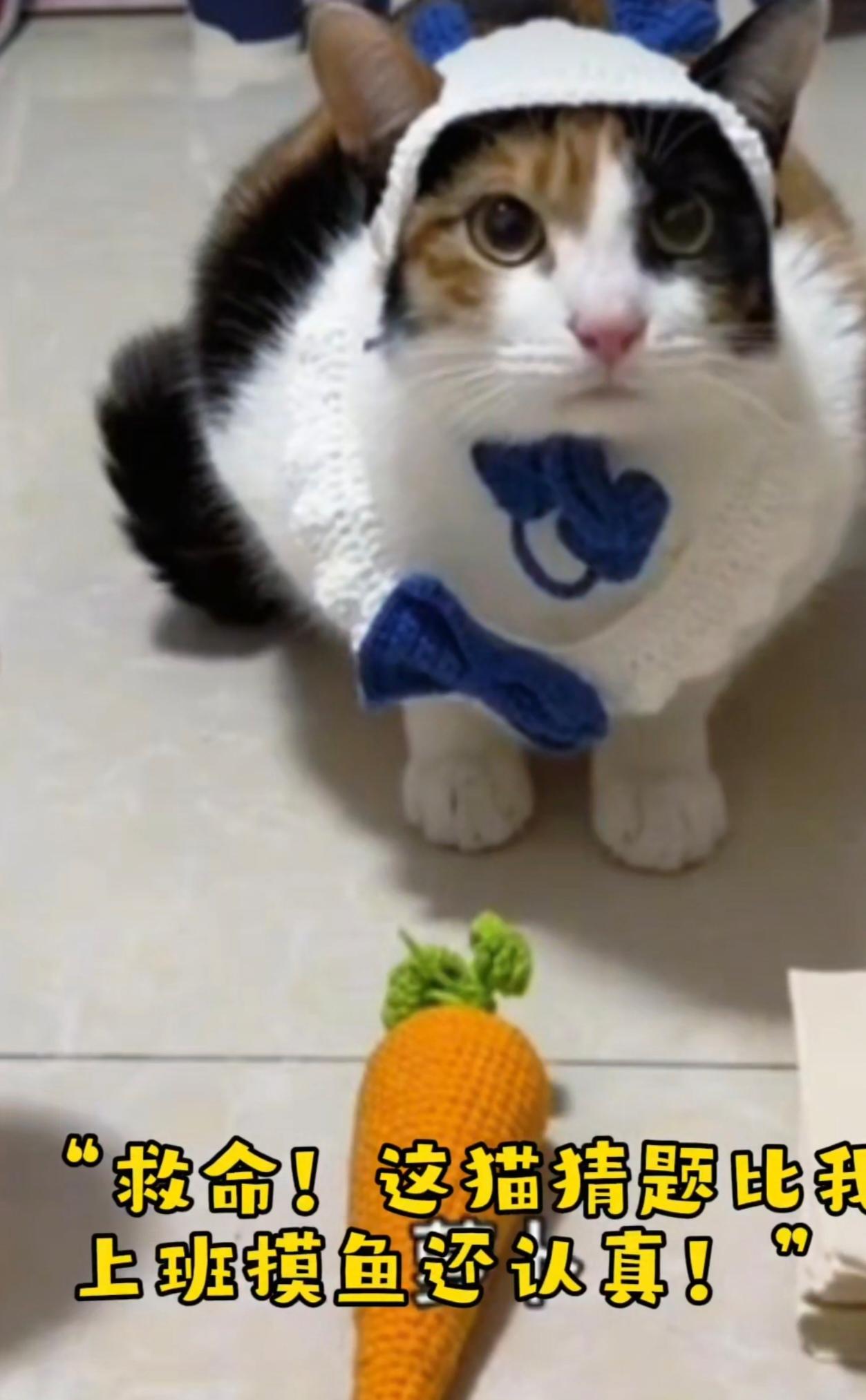 我的图，网红猫！岂止像人？简直就是人的翻版！萝卜纸巾猫分享一张你家猫咪的