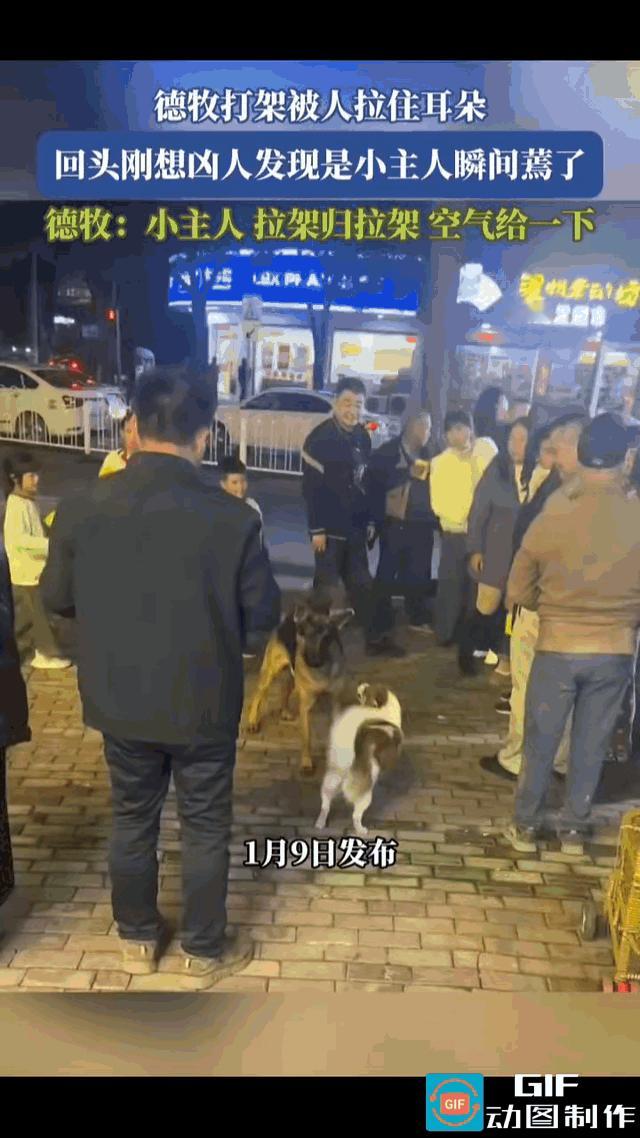德牧跟小狗打架，德牧仗着自己身高体壮，正想气势汹汹地冲上去咬，突然被人揪住了耳朵