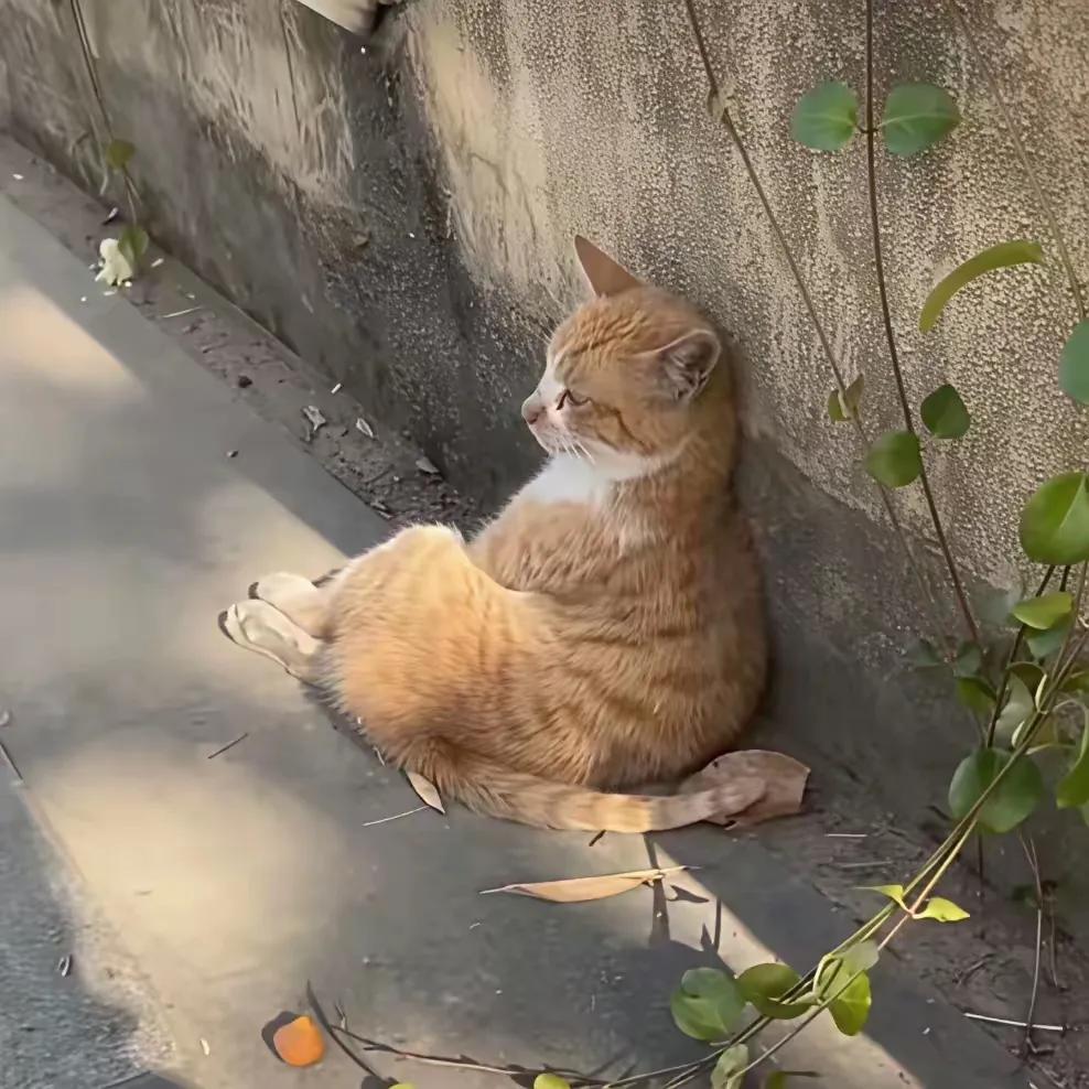 邻居搬家走了，弃养了他家的猫咪。找不到主人，也进不了门的猫咪，每天在主人离开的地