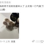 一下子跟掉毛的小猫和解了不再刻意纠结猫咪掉毛这件事，把收集到的猫毛做成拖鞋，一