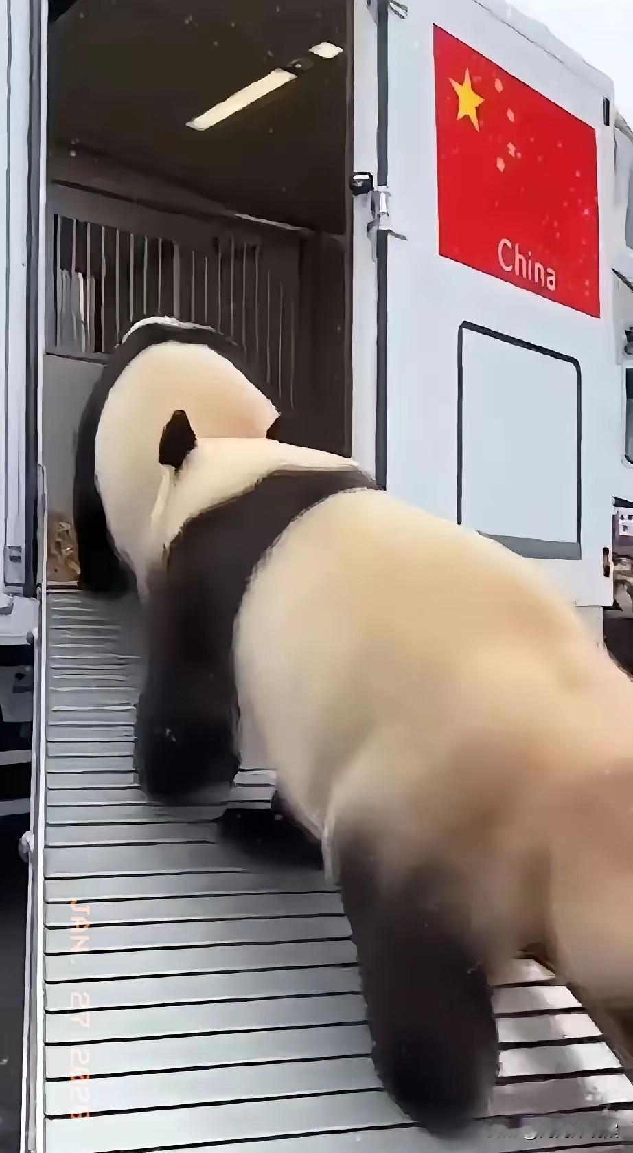 1月27日，旅日大熊猫启程回国，当贴有五星红旗的集装箱车停在上野动物园门口的时候