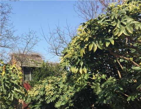 这一种植物, 四季常青, 泡酒治疗风湿