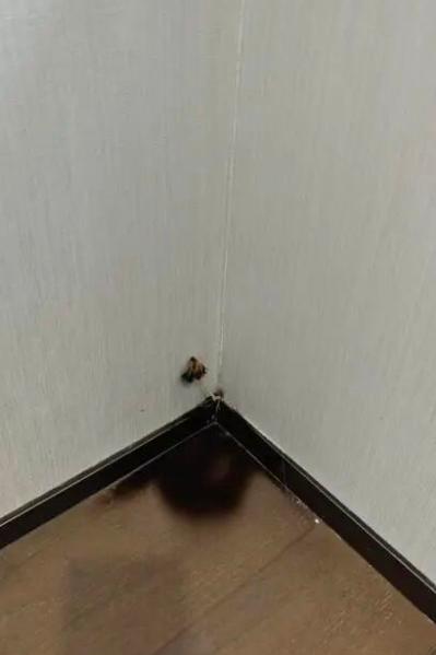 “闹大了！上海宝山，770万买的新房，交付首日推门一股霉味，墙角蘑菇都长出来了，