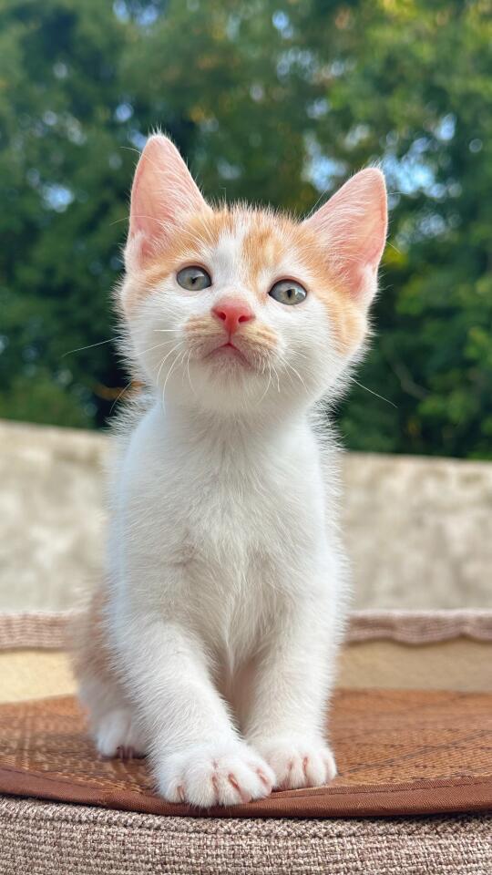 猫咖倒闭后三年多 猫咪有增无减（70多只）
