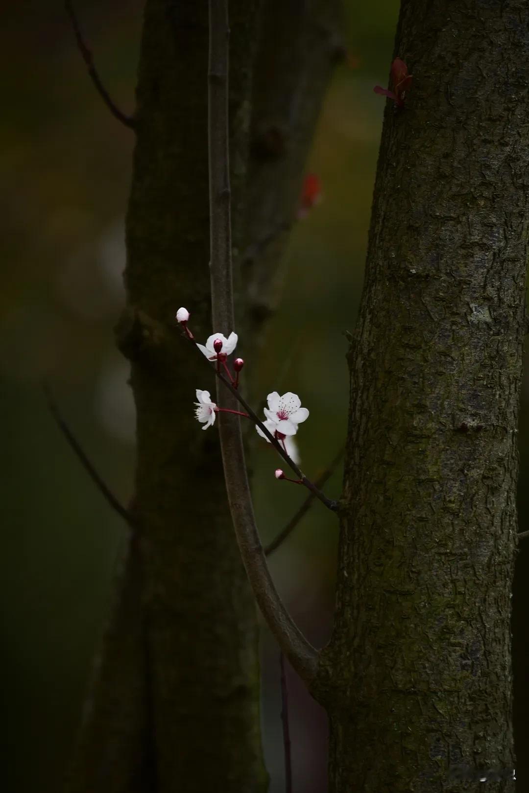 春风拂面过，花影动枝头。春风吹来花香浮风醉花影窗前花影