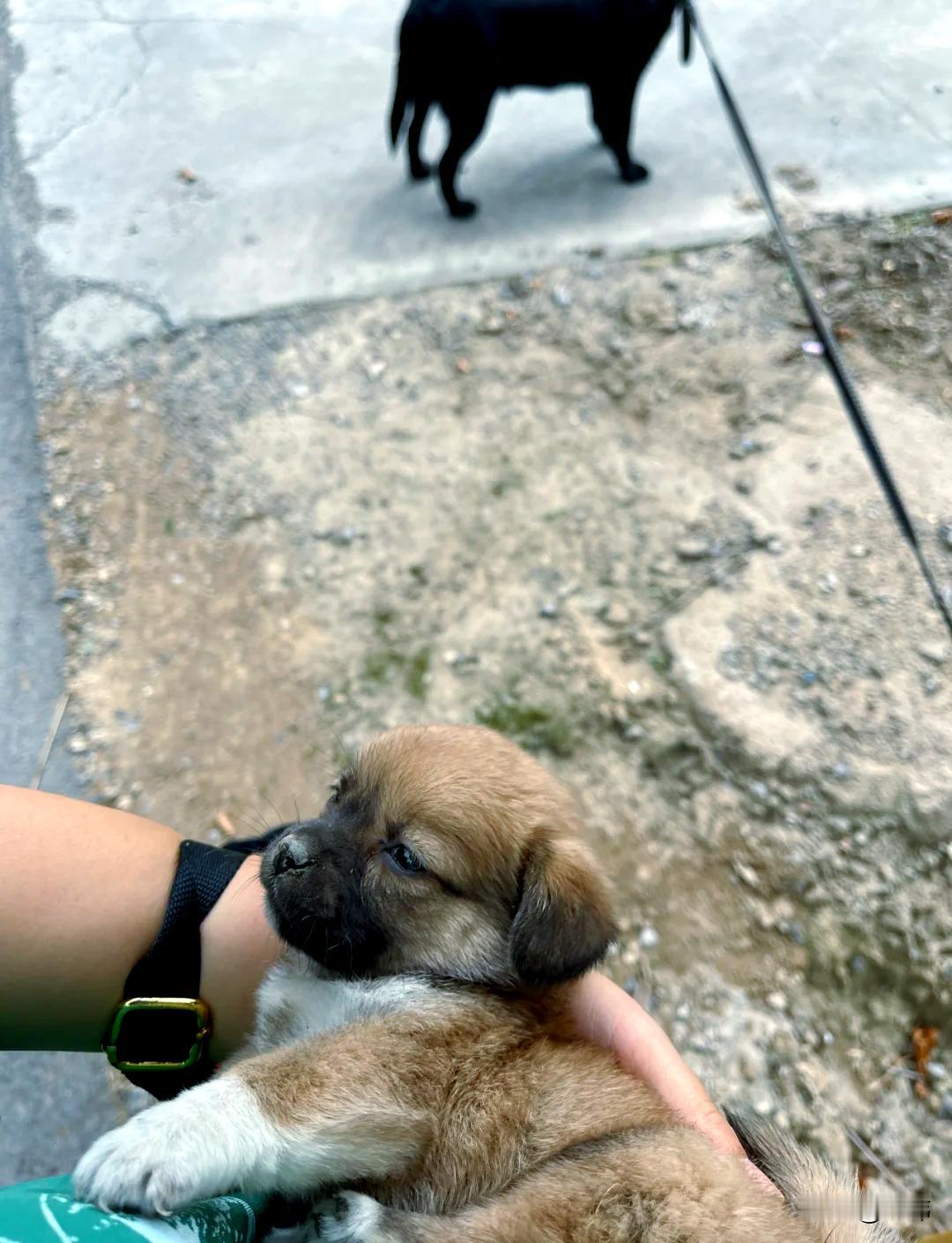 这天，一位小姐姐去闺蜜家玩，当她回来的时候看到一只可怜的小奶狗蜷缩着身体趴在路边