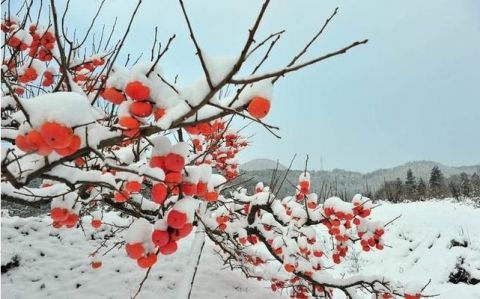 冬季养生吃柿饼的营养及功效