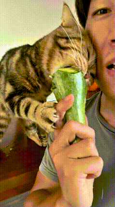 你看这只小狸花猫，格外爱吃甜香瓜。只要瞅见主人拿着香瓜在吃，立马就凑过来，急着要