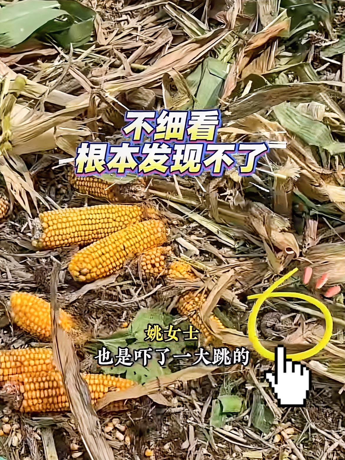 “妈呀太吓人”9月17日河南驻马店的姚女士，在玉米地捡玉米，‬角瞥见一个“棕黄