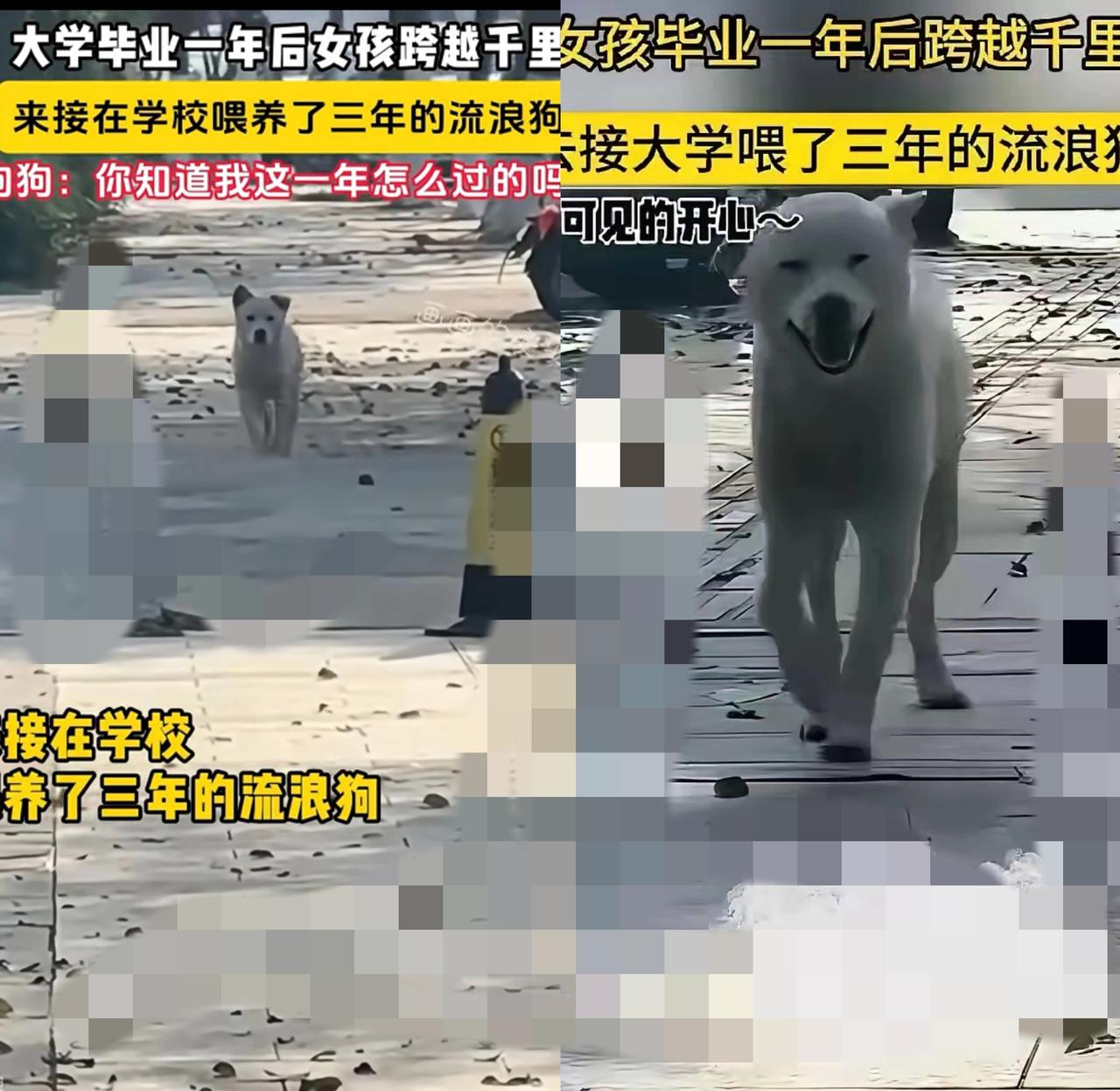 谁懂啊！三年的温柔投喂，真的能刻进狗狗的记忆里！大学女生毕业