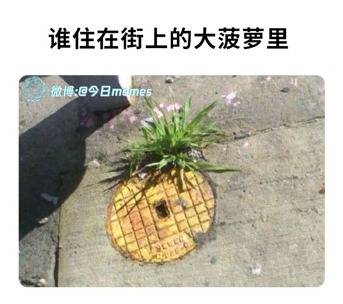 忍者神龟（9gag）今日meme