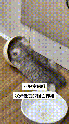 这只猫咪是主人从外面捡回来的小奶猫，一点点精心喂养，看着它从小不点慢慢长成大猫。