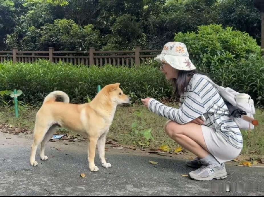 流浪狗凑上前想讨小姐姐手里的吃食，小姐姐蹲下身，轻轻摸了摸它的脑袋，狗狗温温顺顺