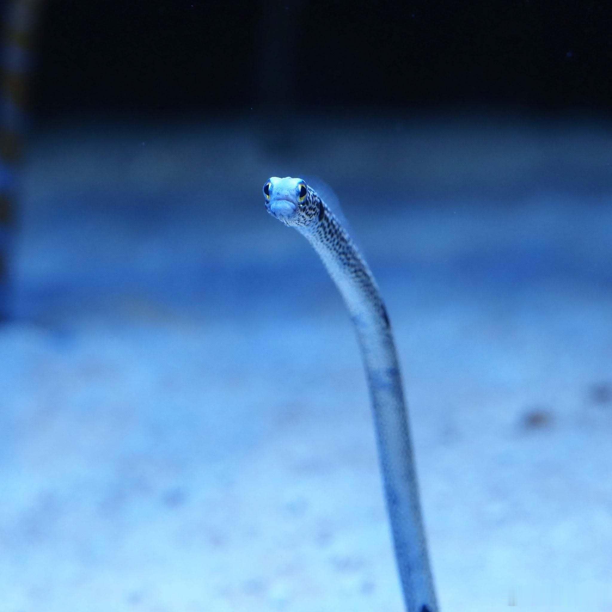 竹岛水族馆中可爱的花园鳗