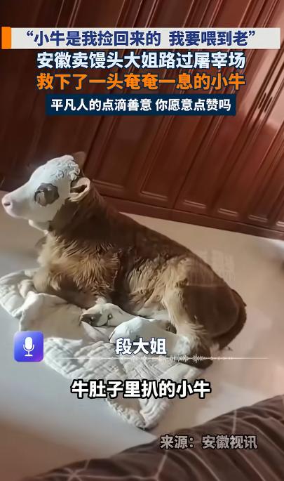 感动了！5月5日报道，安徽一位卖馒头的大姐，路过图屠宰场时，意外发现一头刚出生的
