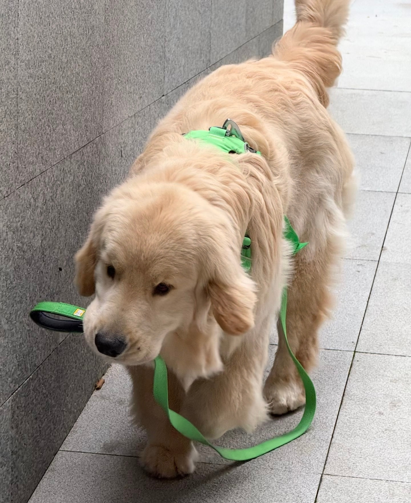 拥有良好自我管理意识的金毛