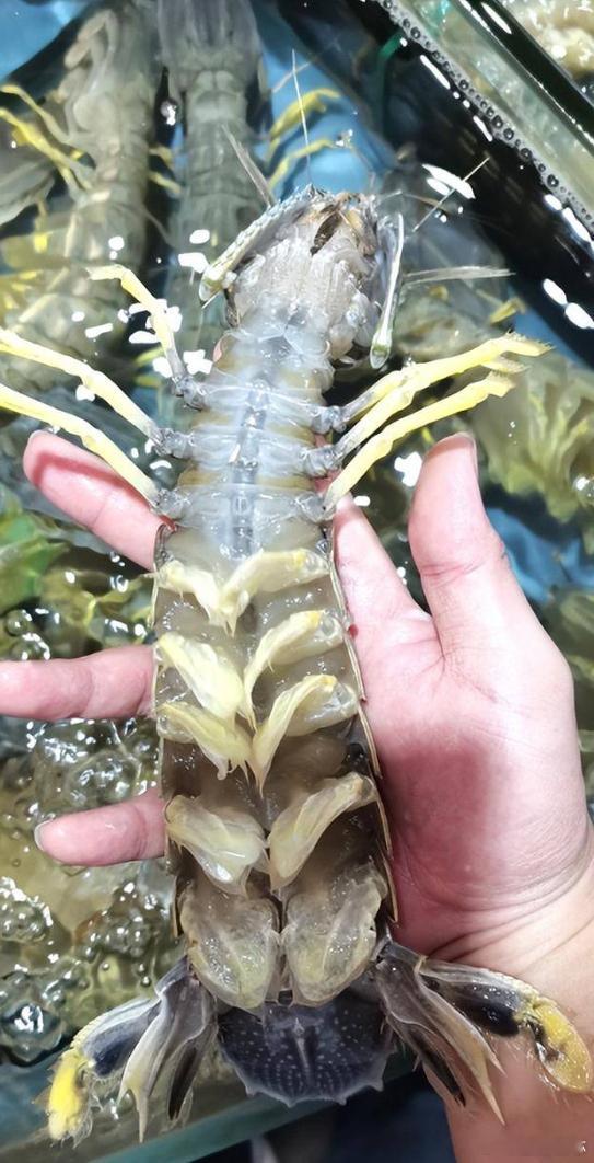 市监局称4只皮皮虾1035元价格合规三亚天价皮皮虾这事，何止是海鲜宰客那么简单