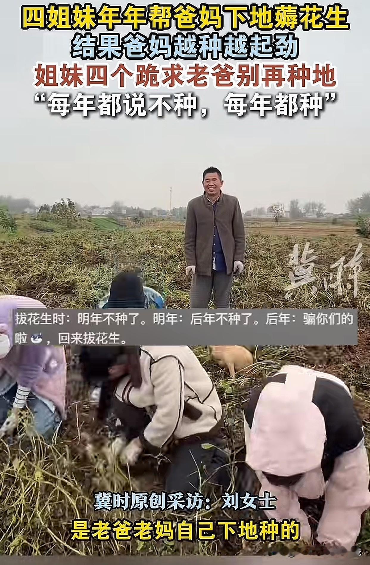 “真是哭笑不得啊！”河南商丘四姐妹每年都回老家帮父母收花生，本来是想让爹妈少辛苦
