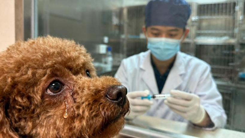 泰迪咬伤5岁孙子后被安乐死，临死前它竟流泪，我以为它是后悔，结果医生一句话就让我