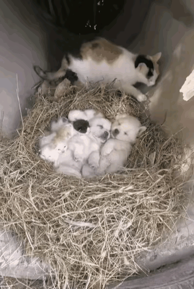 我亲眼看见的！流浪猫妈独自带娃，还捡回两只孤儿奶狗，看完直接破防