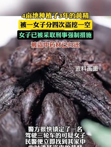 “穷疯了吧”！男子种了4亩地黄精，辛辛苦苦培养了3年，心里估摸着今年能卖个好价钱