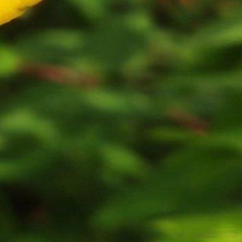 种植🌺金丝梅的种植方法（1）金丝梅的种植时间一般是在每年的二月上旬到三月中旬