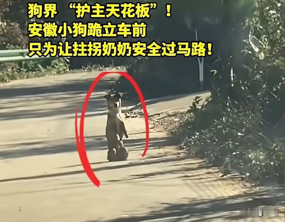 万物皆有灵性！近日，安徽潘女士和丈夫开车行驶在乡间一条小道上，车子正慢慢地往前