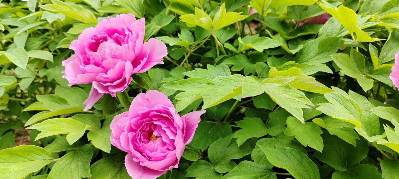 北京男篮三大致命伤。一、节奏少变化，整场慢条斯理，不停地在几个后卫手中传球，不