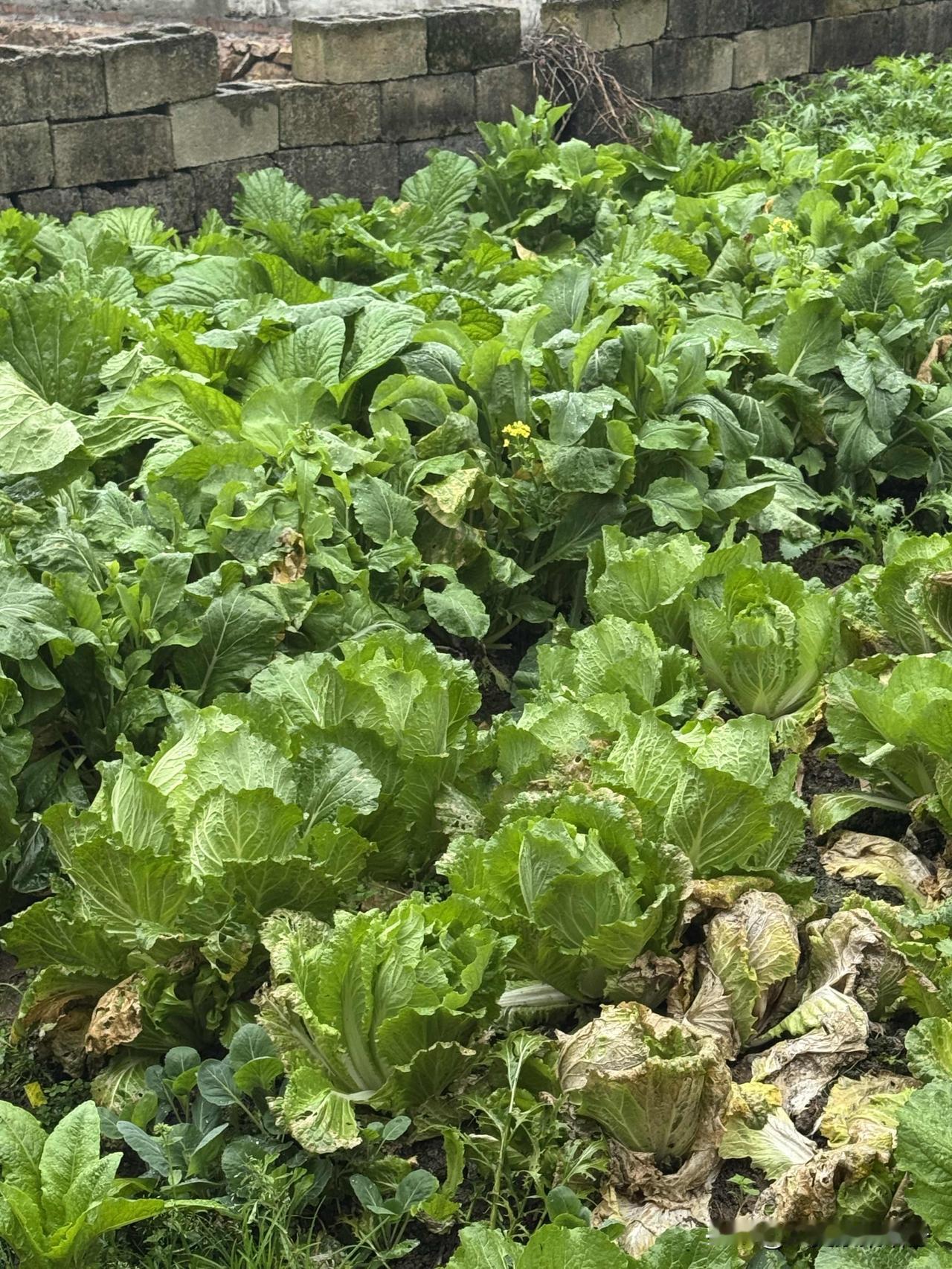 这里种了好多蔬菜。我喜欢种结球生菜，脆嫩还少生虫；前年买的紫根韭菜，包饺子香得很