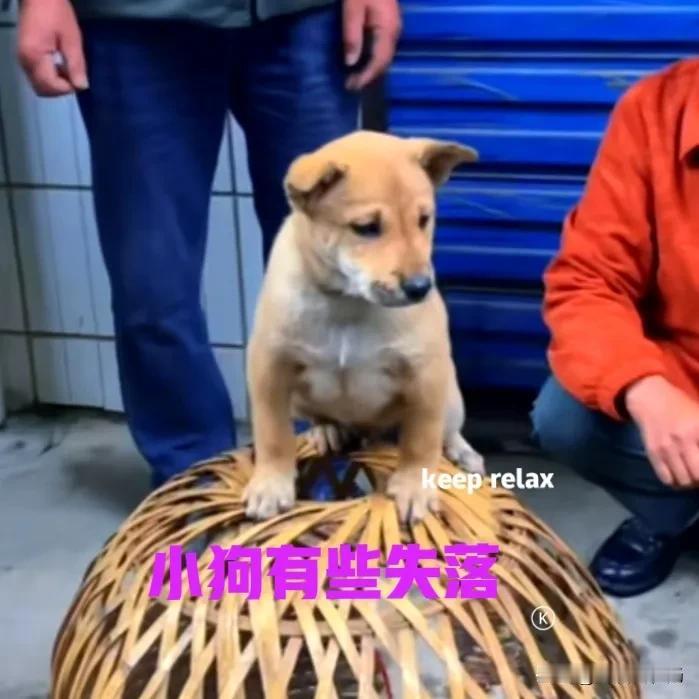乡下的狗市上，一对中年夫妇在卖自家的小狗。眼看狗市马上要散场了，这只小狗还没有卖
