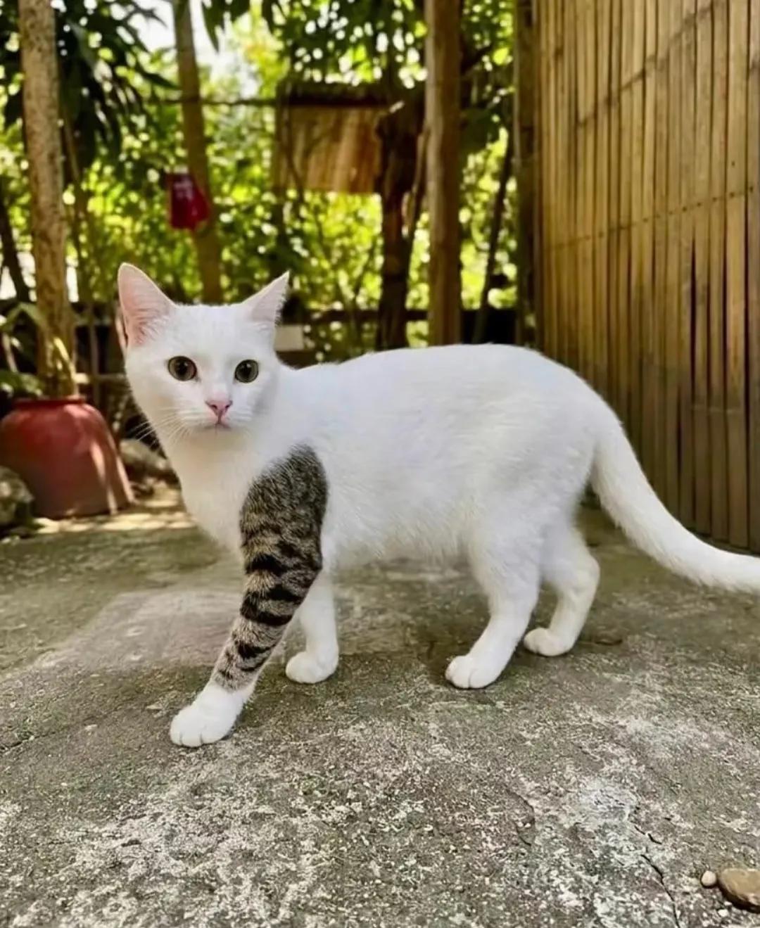 坏了，我家猫咪考不了公了！