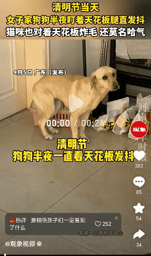 广东，一女子在清明节当天半夜，发现自己家的狗一直盯着天花板，然后开始发抖，她以为