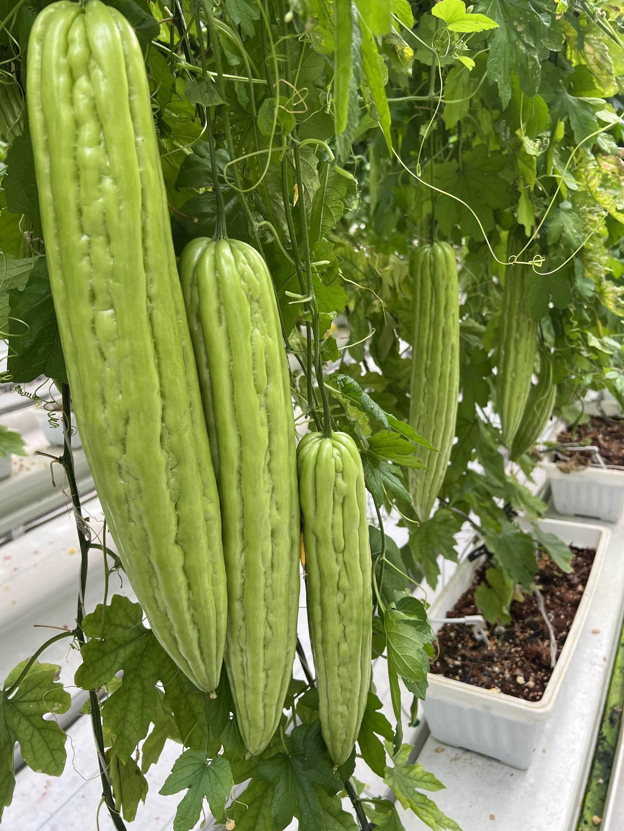 什么样的苦瓜才是标准瓜，或者是好瓜呢对于一个小白来说，逛了很多苦瓜园，感觉都一