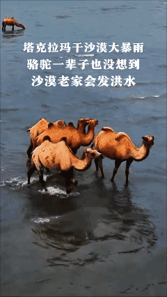塔克拉玛干沙漠大暴雨，骆驼一辈子没想到老家会发洪水