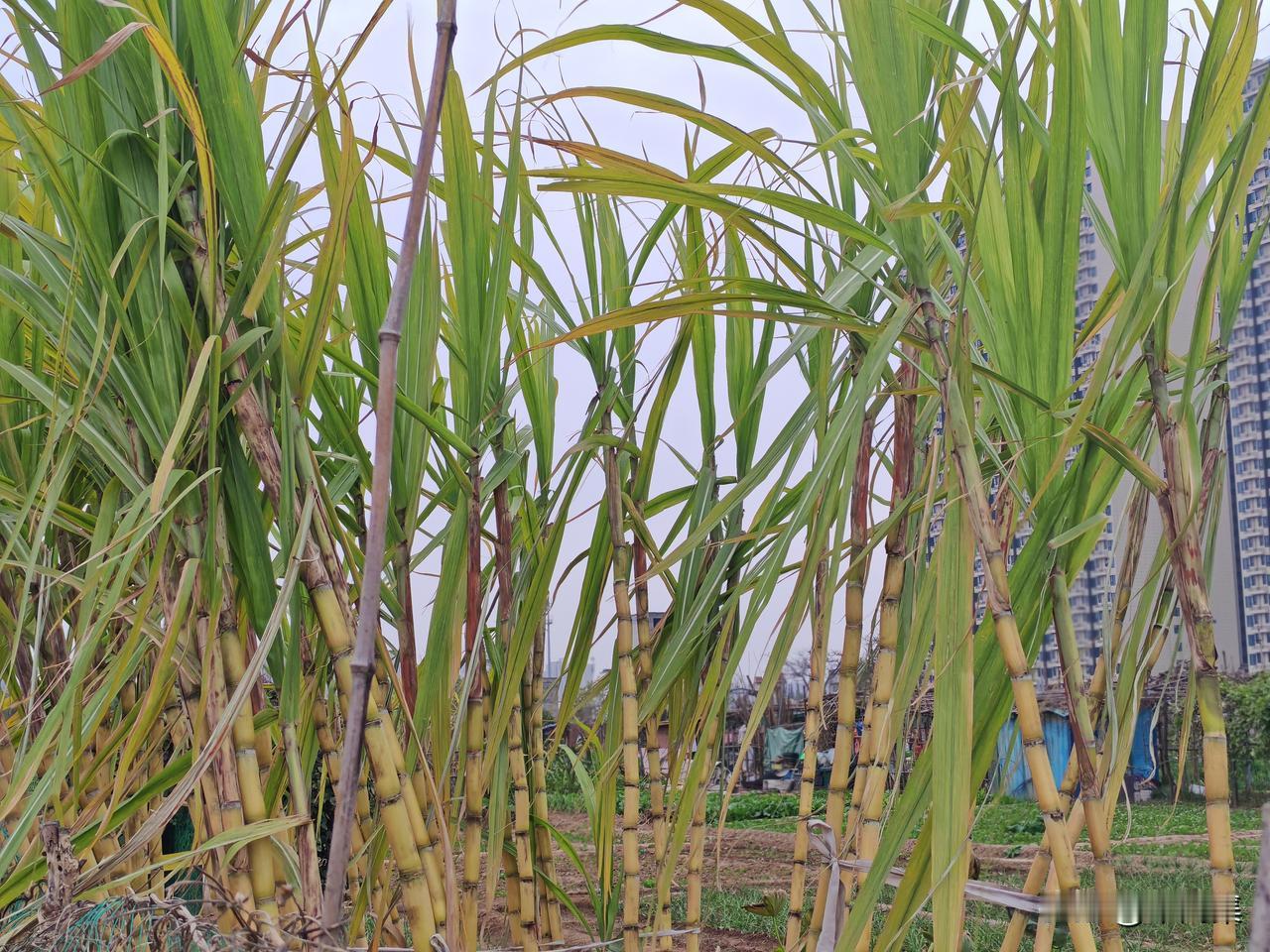 9块9自助偷甘蔗意外爆火！万人涌入甘蔗地里偷甘蔗这波操作太会了！四川眉山一个