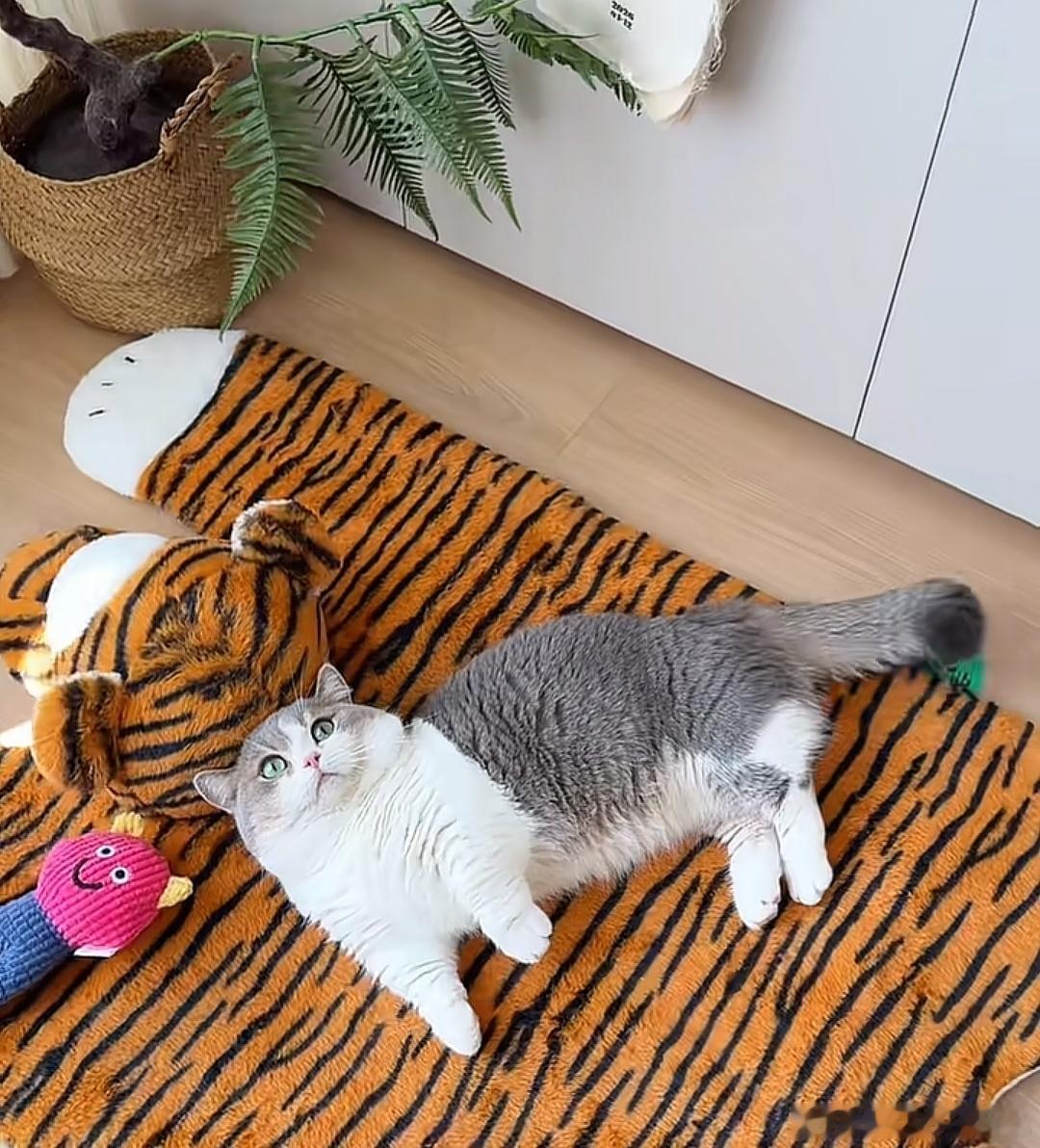 别看垫子是老虎花纹，上面现在是本猫咪的地盘😼，身边还有小伙伴陪着，小猫的幸福就