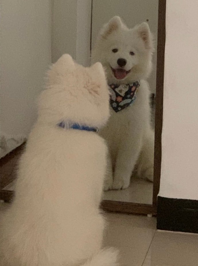 萨摩耶：被自己可爱到了