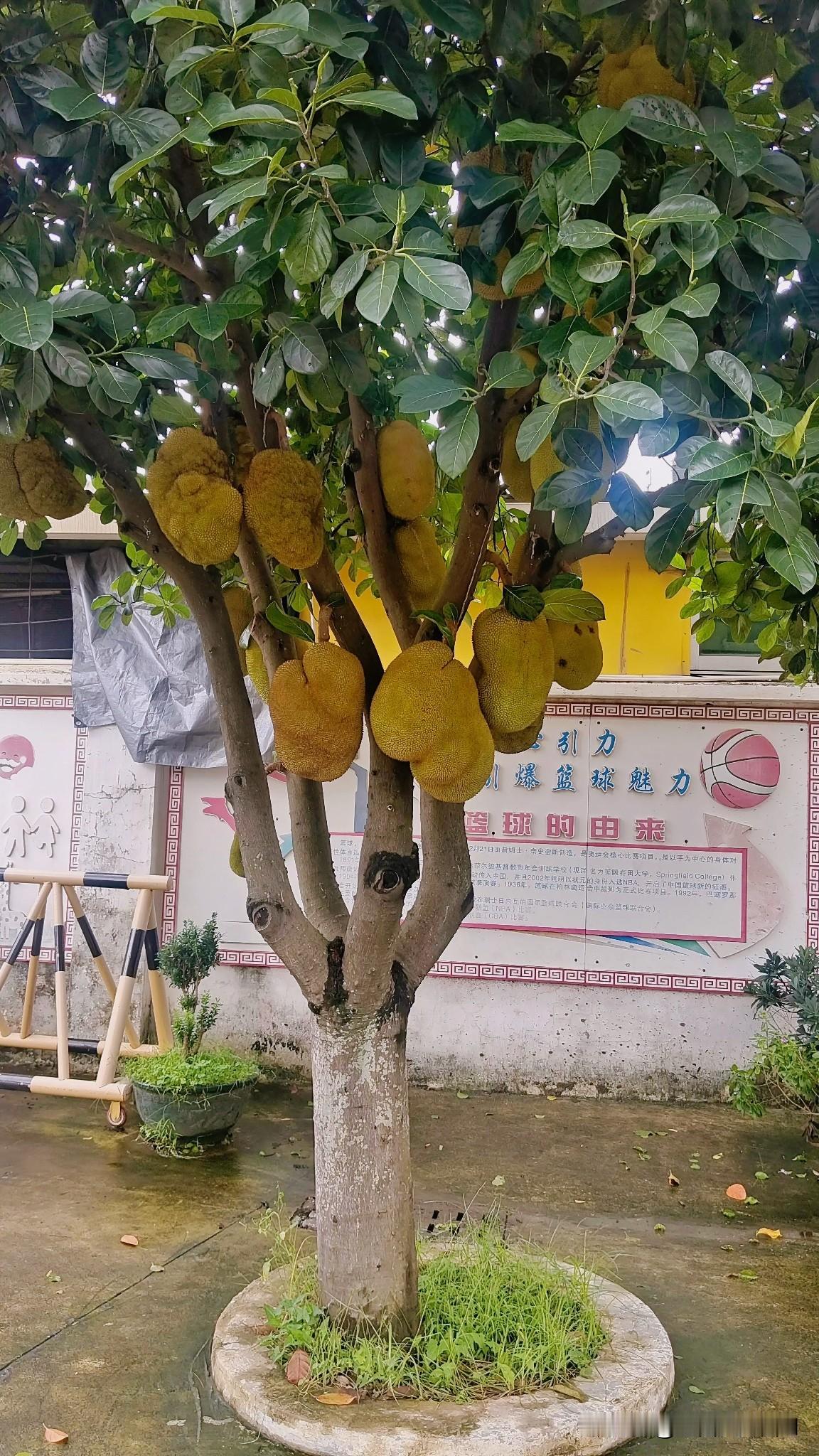 这天气，教室热得像蒸笼，上完一节课下来，浑身湿透，特别是男同事。男同胞热得亳
