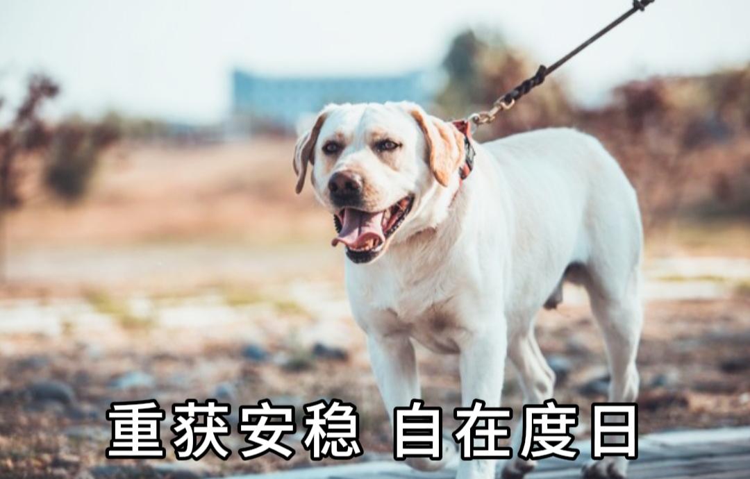心酸救助！被拴一年的拉布拉多，终于带着幼崽重获自由偶然路过一户农家，我撞见